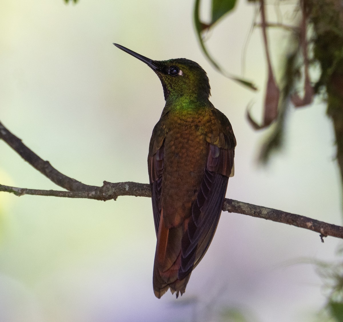 kolibřík brazilský - ML265336991
