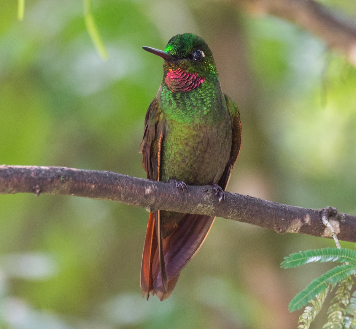 kolibřík brazilský - ML265337001