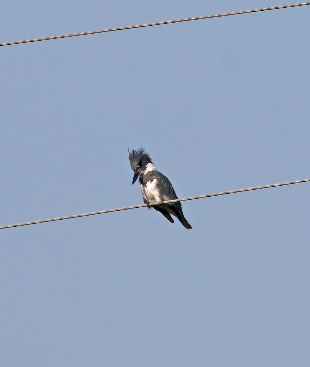 Belted Kingfisher - ML265344581