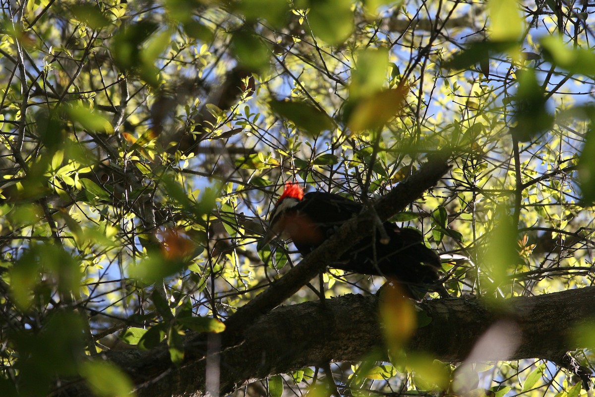 Pileated Woodpecker - ML26535691