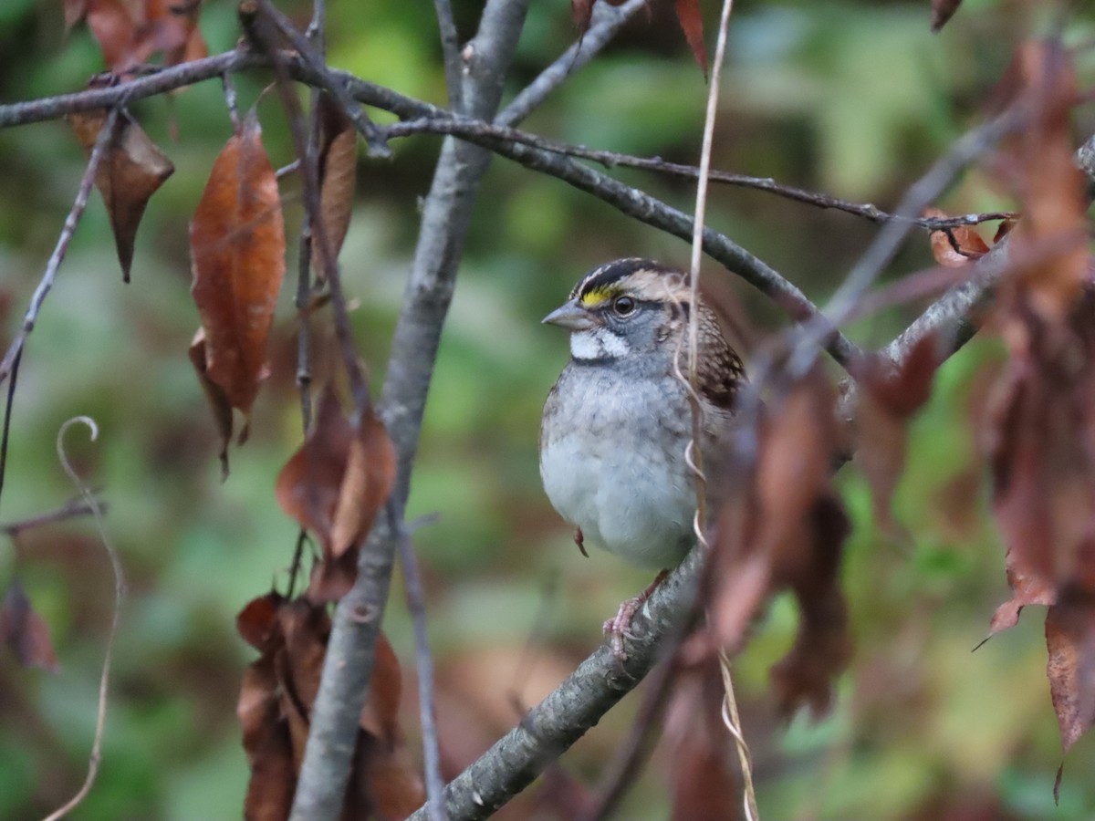 White-throated Sparrow - ML265357701