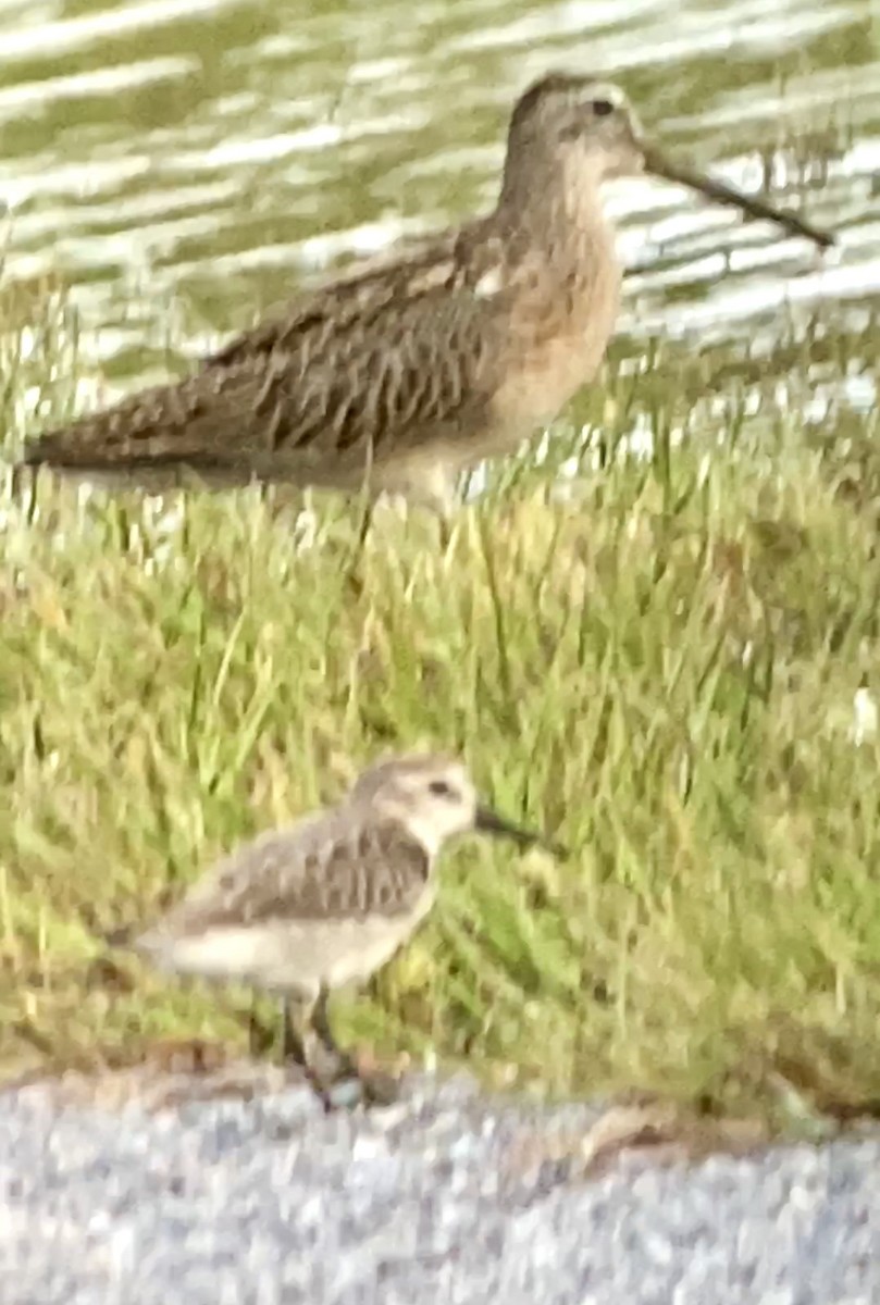 Short-billed Dowitcher - Soule Mary