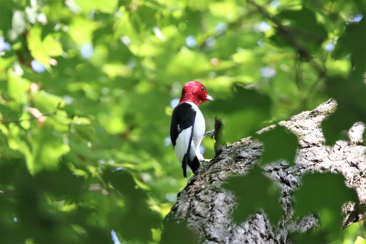 Red-headed Woodpecker - John Skene