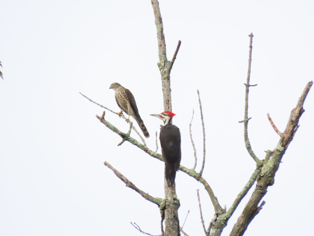 Pileated Woodpecker - ML265371131