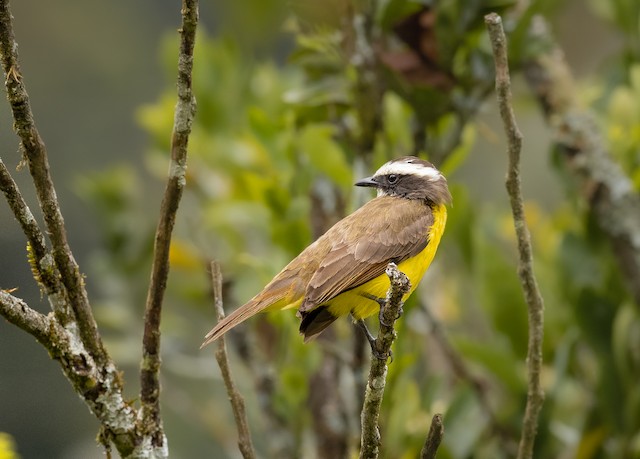 Bentevizinho De Asa Ferruginea Ebird