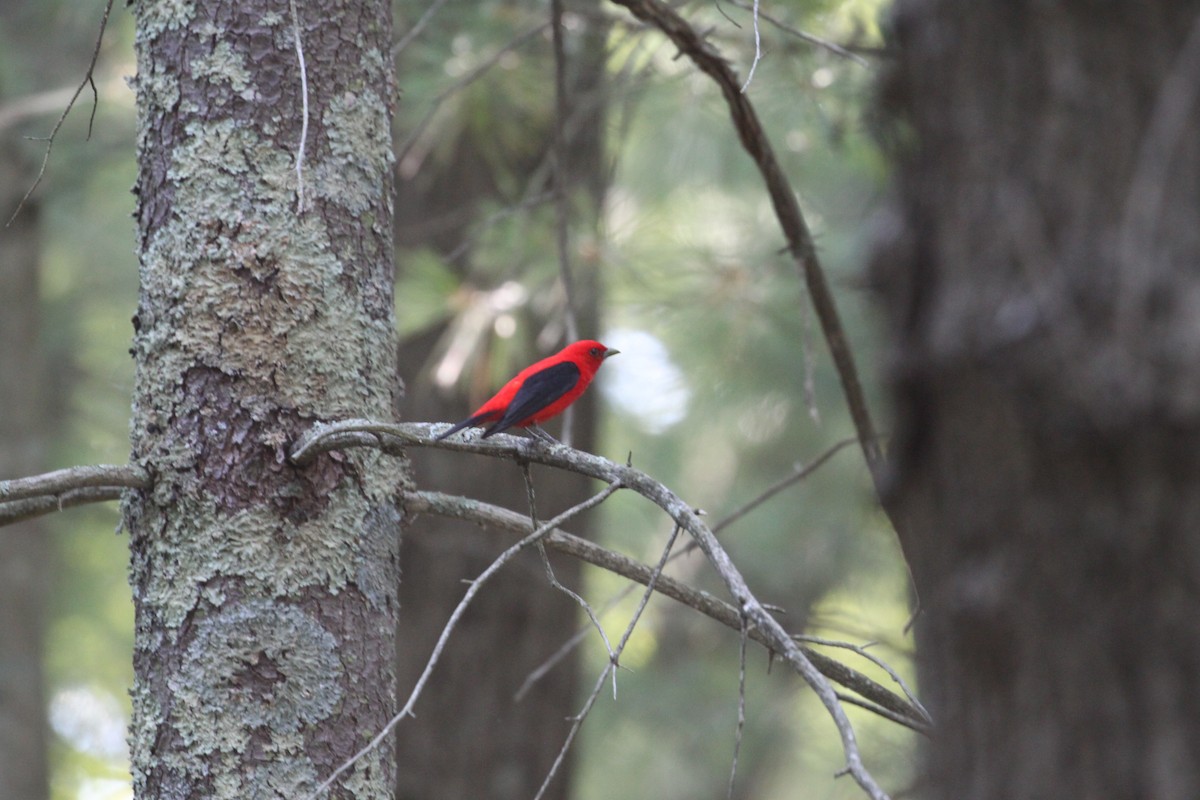 Scarlet Tanager - ML265377581