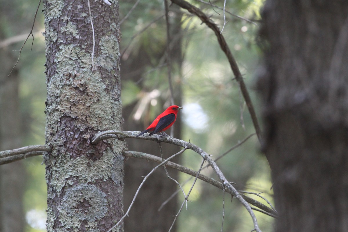 Scarlet Tanager - ML265377671