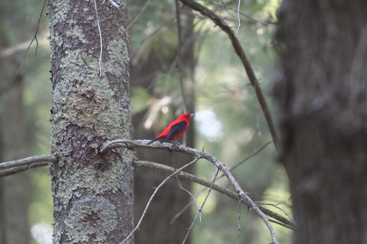 Scarlet Tanager - ML265377751