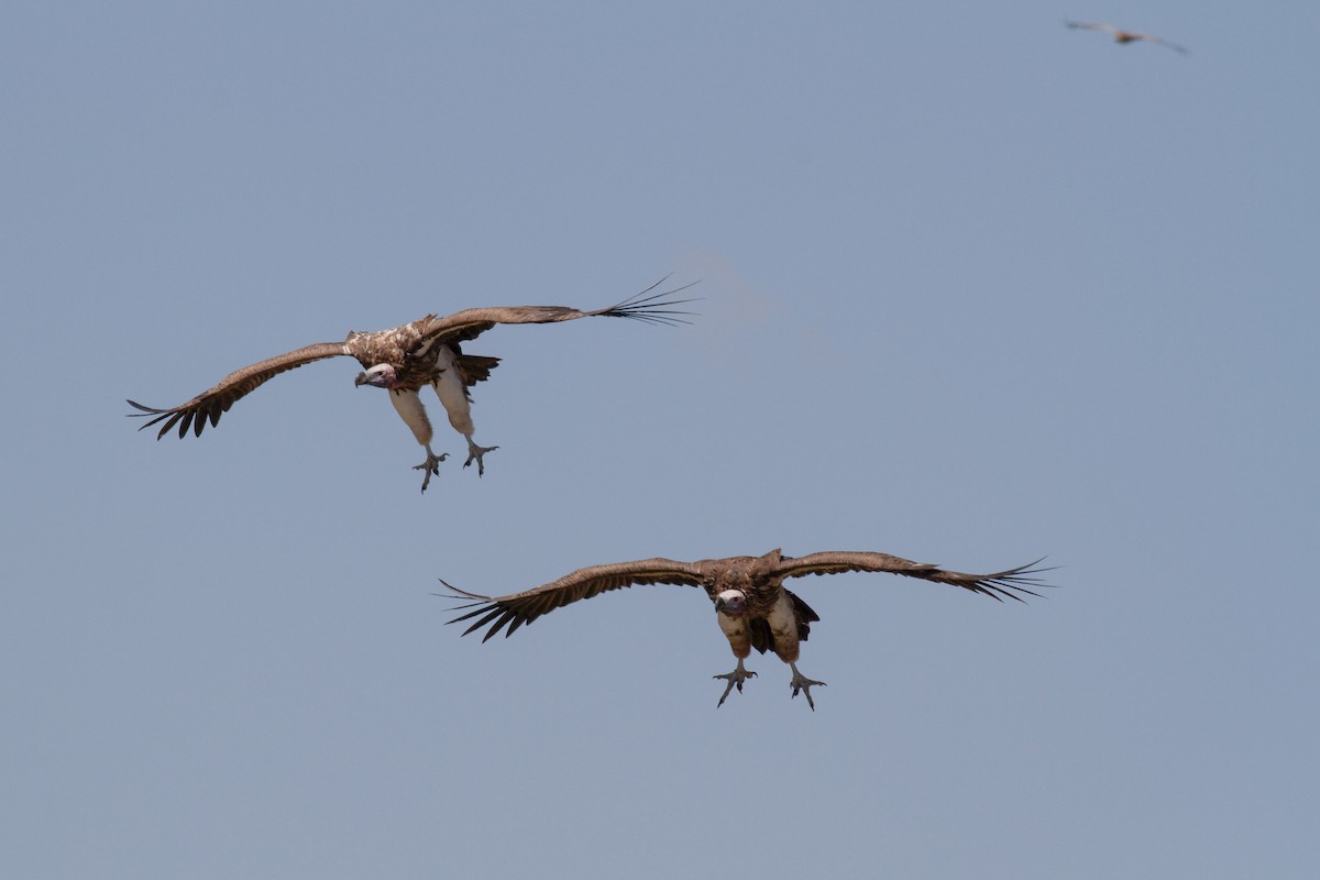 Lappet-faced Vulture - ML265378401