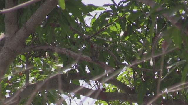 Cuban Green Woodpecker - ML265385491