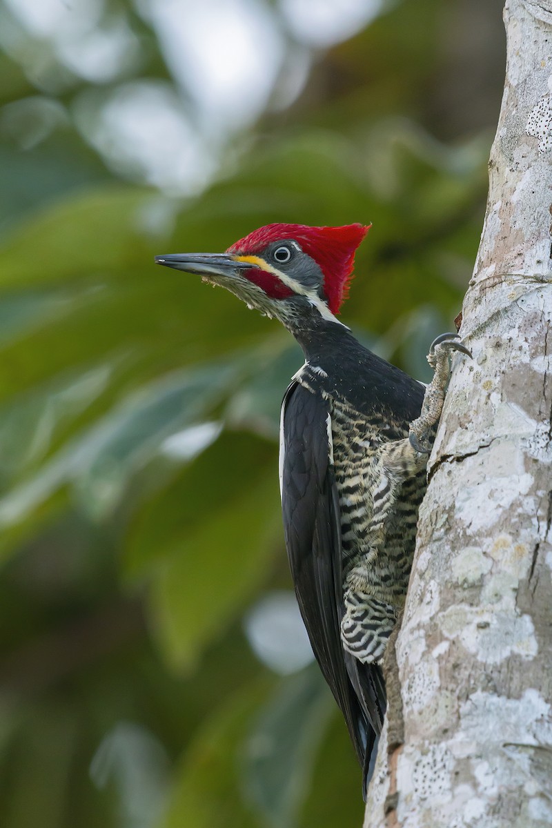 Lineated Woodpecker - Gabriel Bonfa