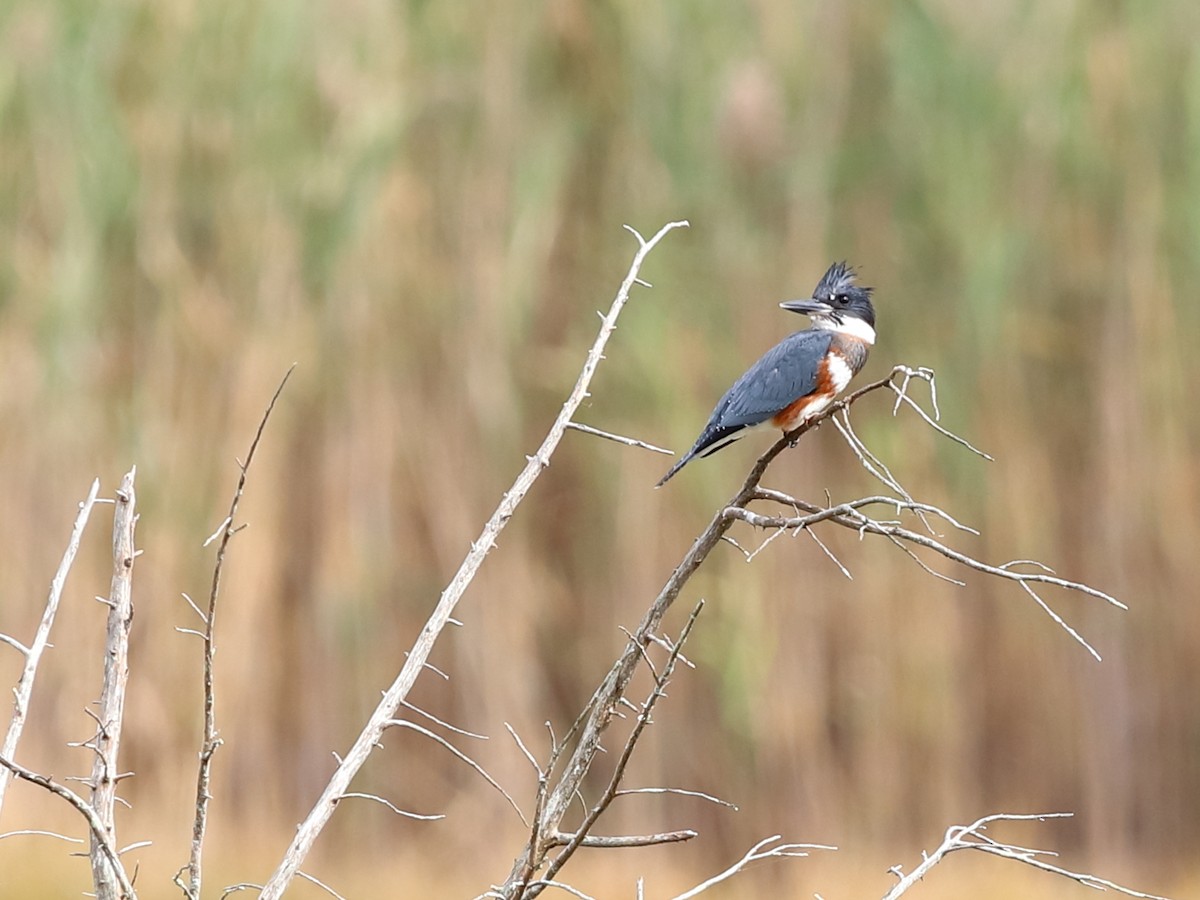 Belted Kingfisher - ML265387161