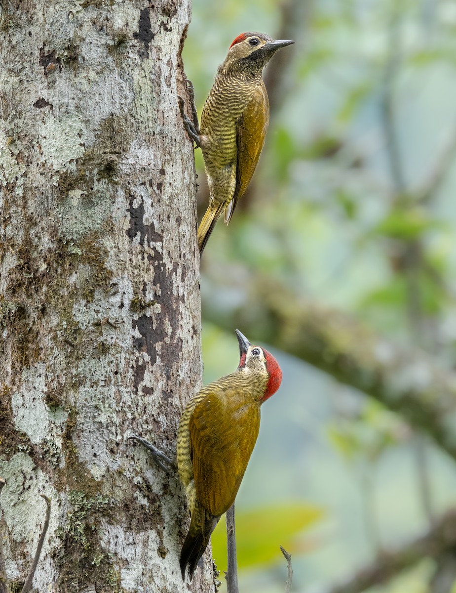 Golden-olive Woodpecker - ML265400961