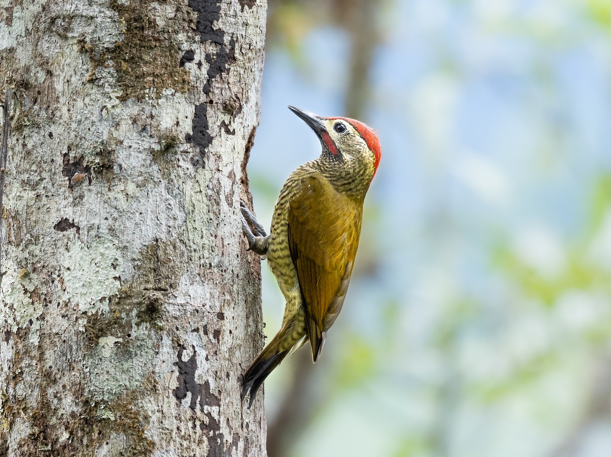 Golden-olive Woodpecker - ML265400991