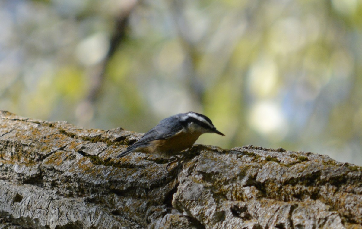 Red-breasted Nuthatch - ML265421031