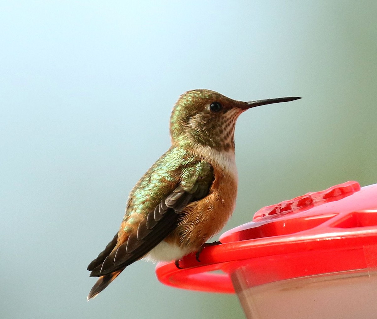 Rufous Hummingbird - ML265421081