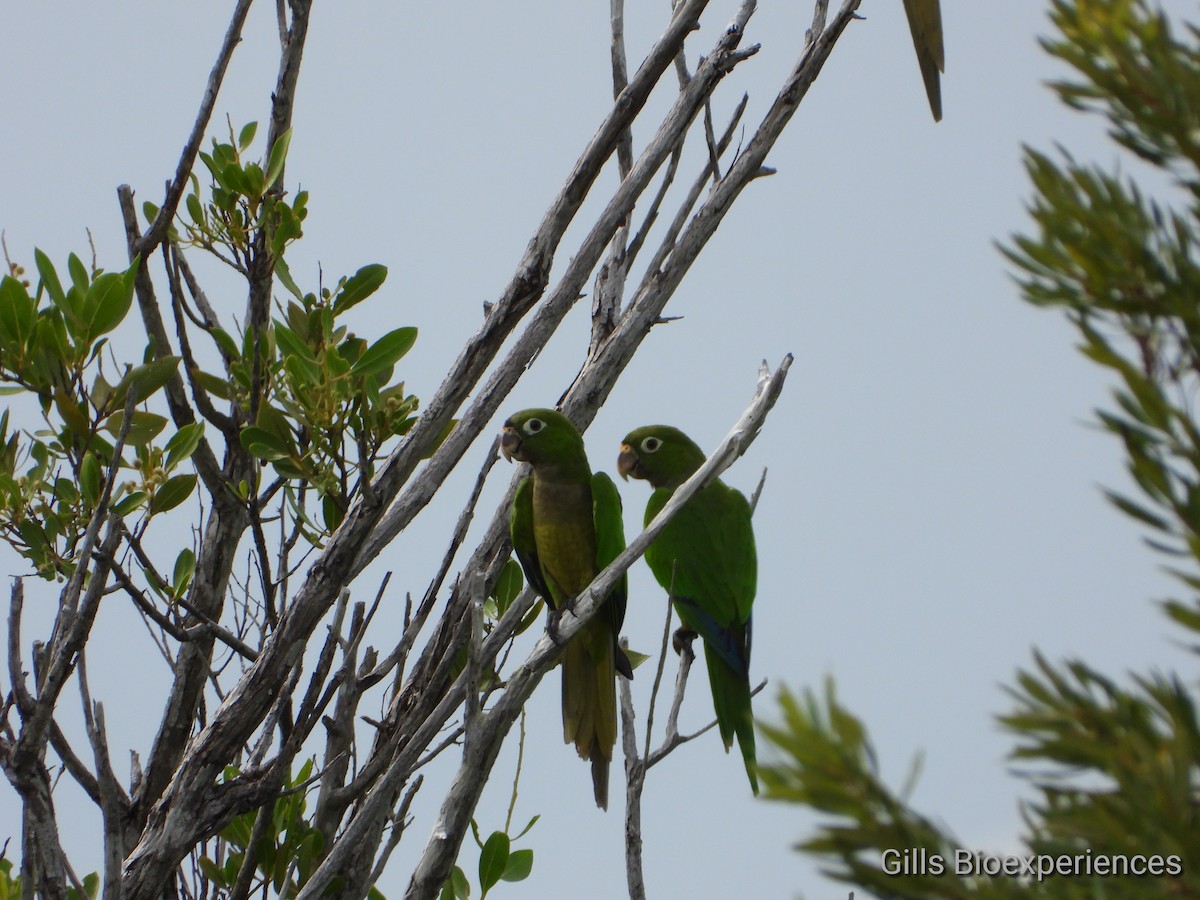 Olive-throated Parakeet (Aztec) - José  Paz