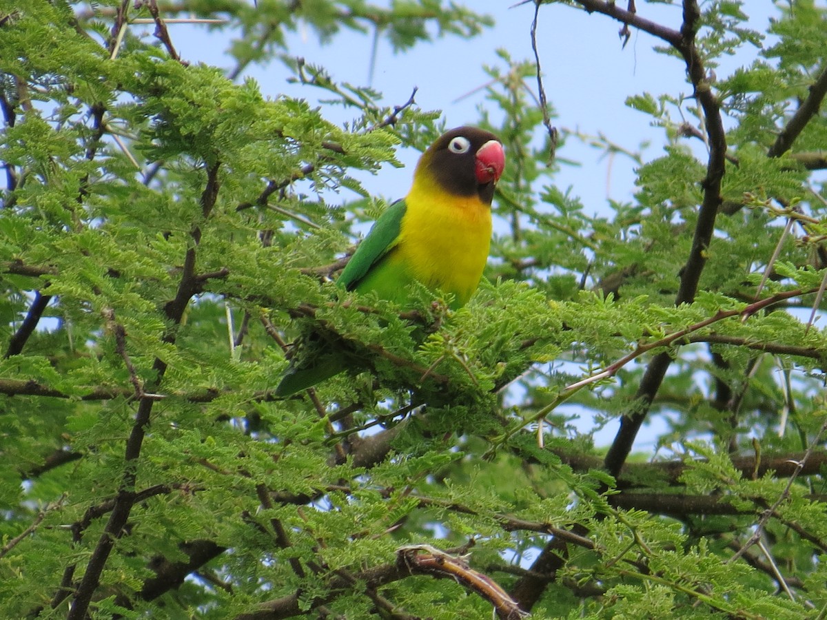 Yellow-collared Lovebird - ML265428071