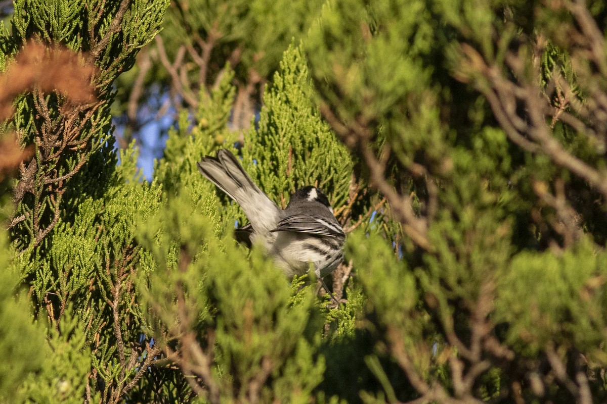 Black-throated Gray Warbler - Samuel Paul Galick