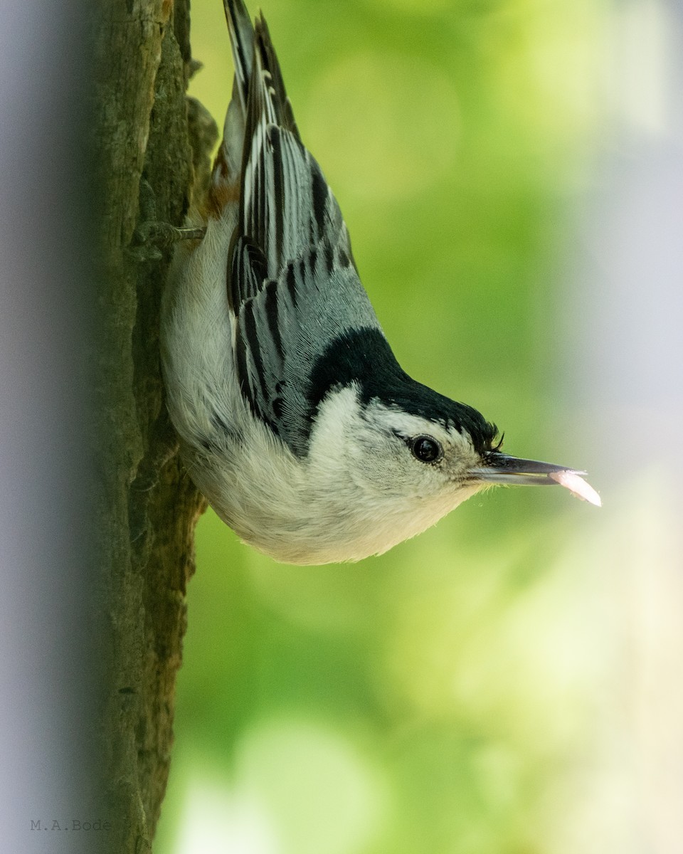 White-breasted Nuthatch - Matthew Bode