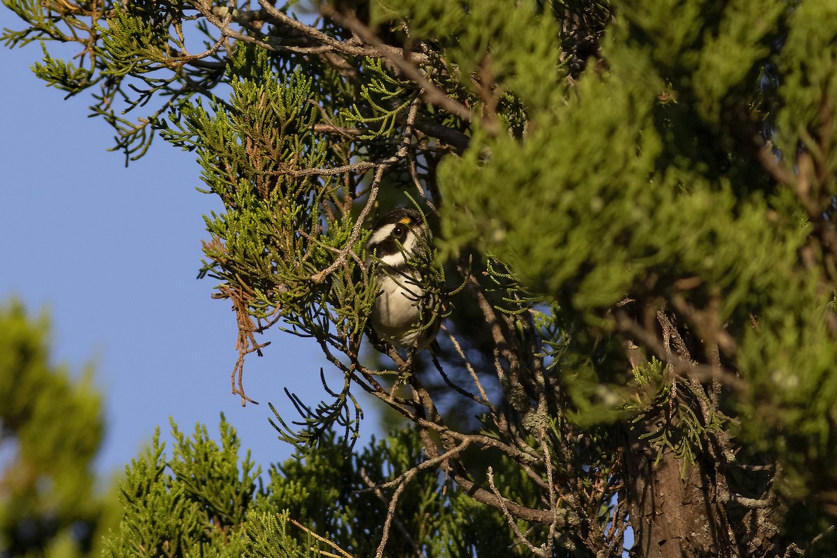 Black-throated Gray Warbler - ML265430291