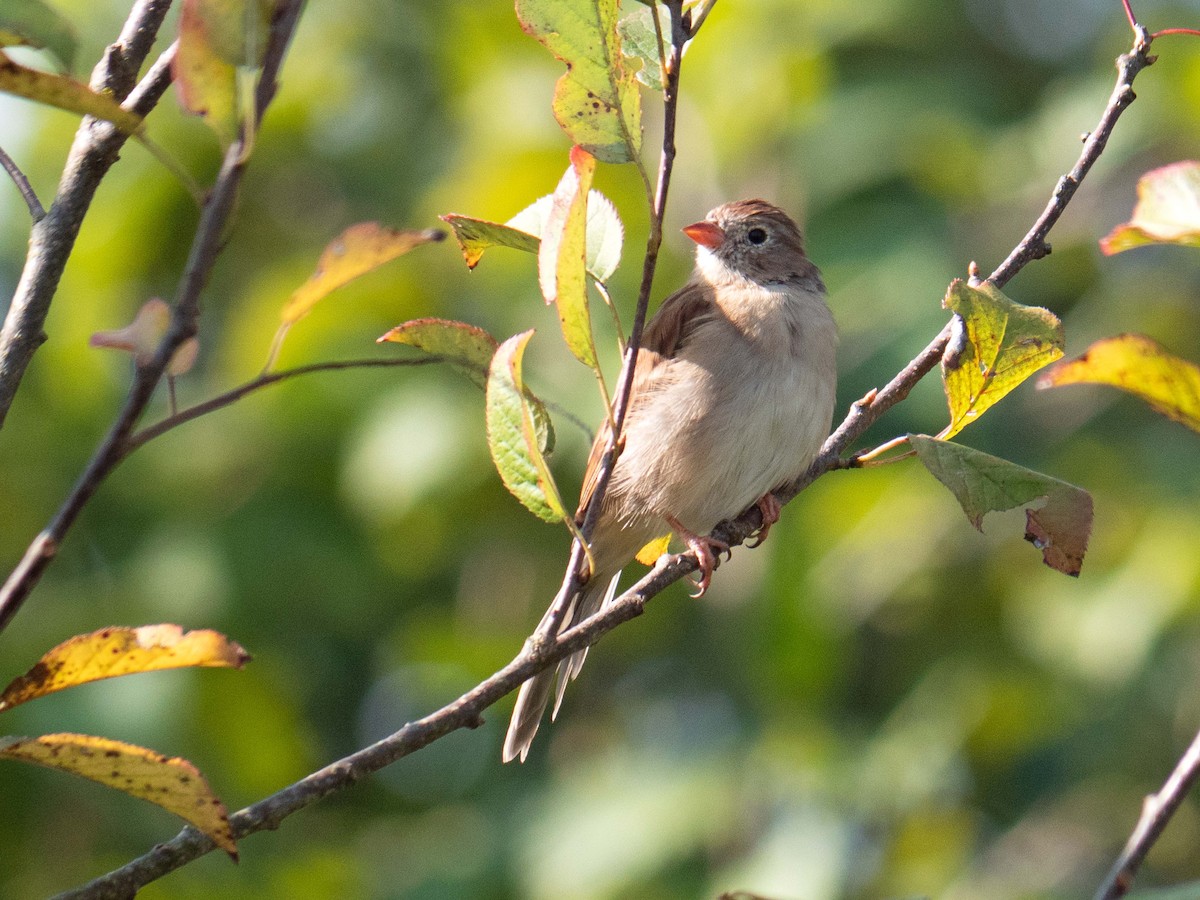 Field Sparrow - Susan Elliott