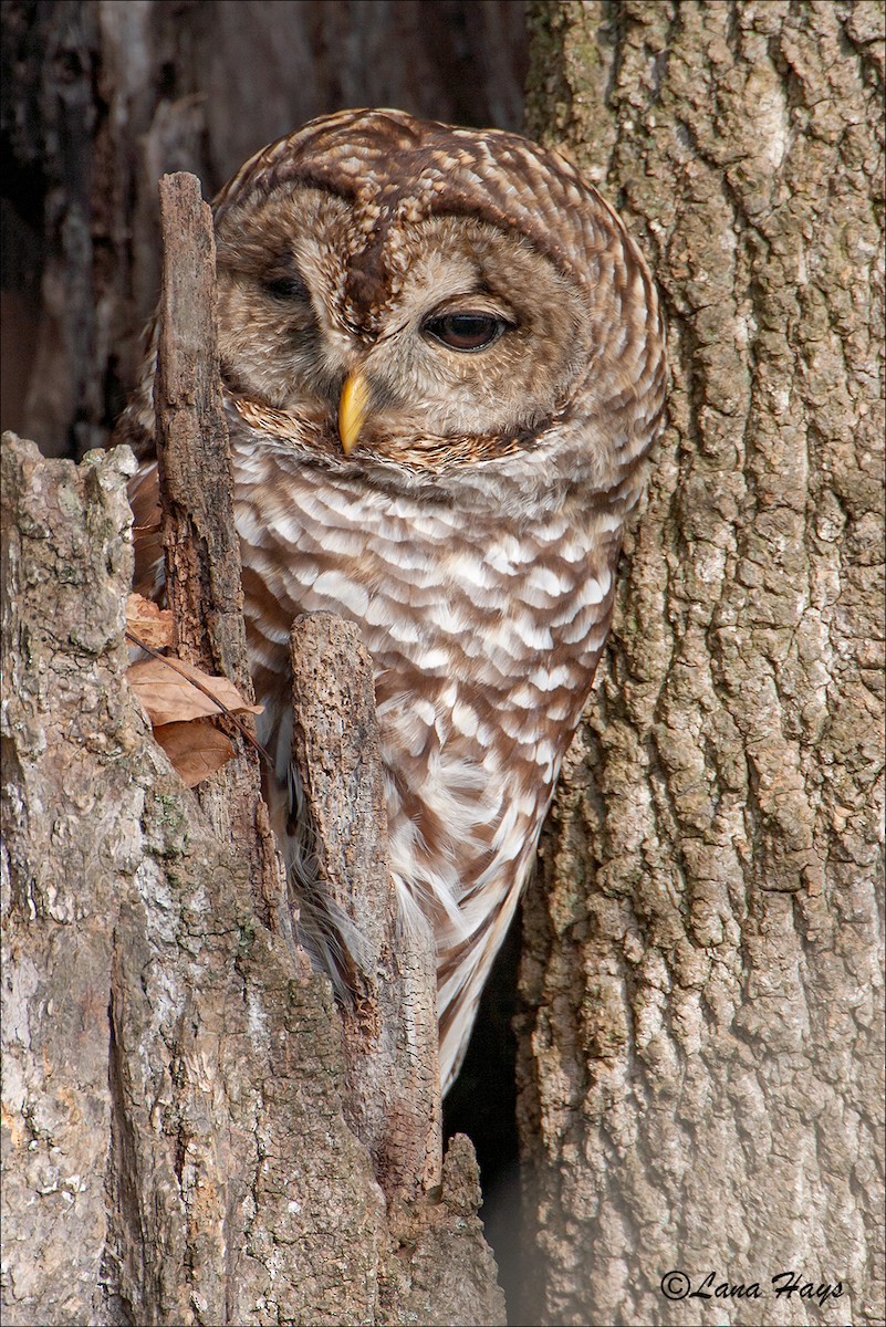Barred Owl - Lana Hays