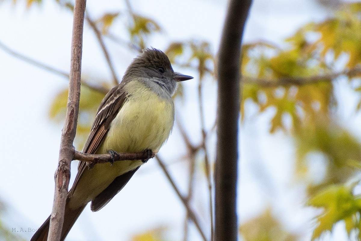 Great Crested Flycatcher - ML265439111