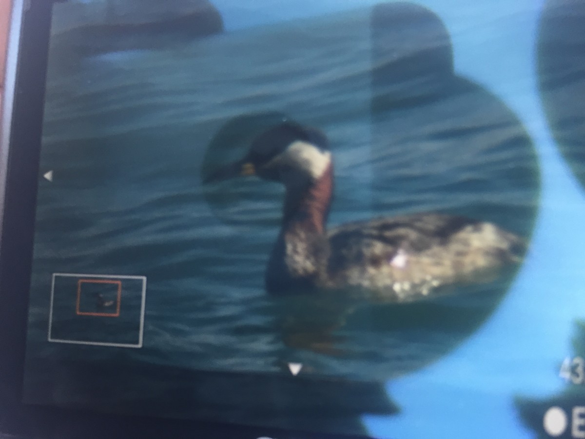 Red-necked Grebe - ML26544141
