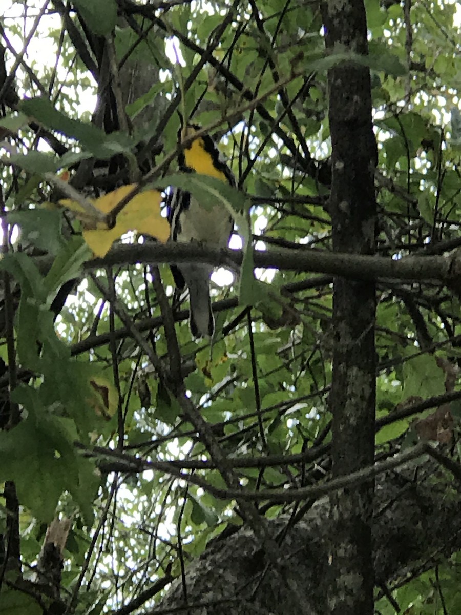 Yellow-throated Warbler - ML265447131