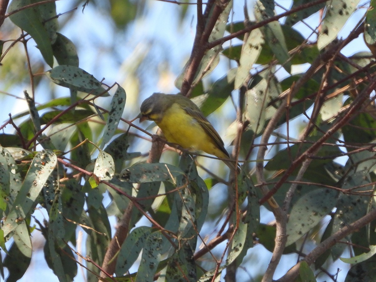 Yellow-fronted Canary - ML265447951