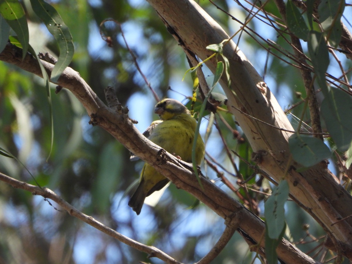 Yellow-fronted Canary - ML265448491