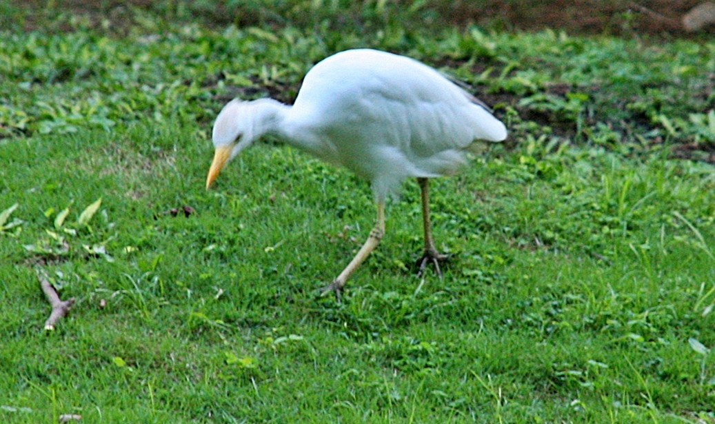 Чапля єгипетська (підвид ibis) - ML265451001
