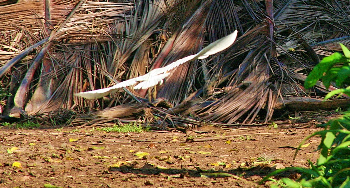 Чапля єгипетська (підвид ibis) - ML265451031