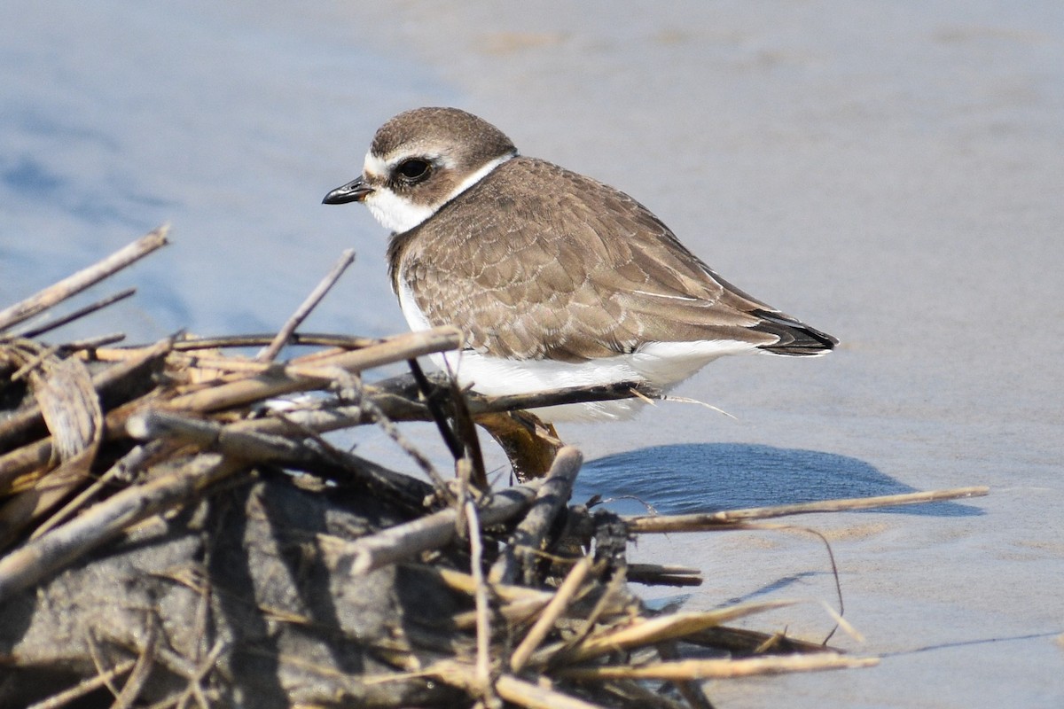 Semipalmated Plover - ML265452241