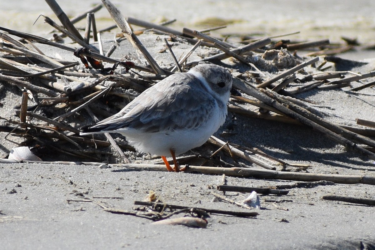 Piping Plover - ML265452321
