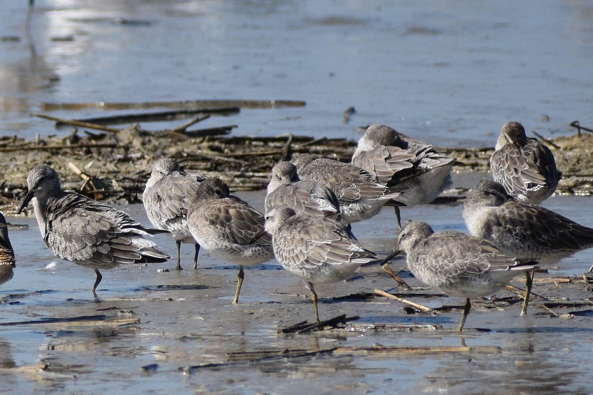 Red Knot - ML265452491