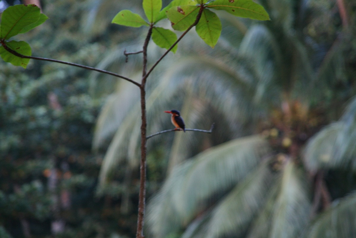 Malachite Kingfisher (Principe) - ML265454161