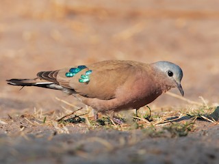  - Emerald-spotted Wood-Dove