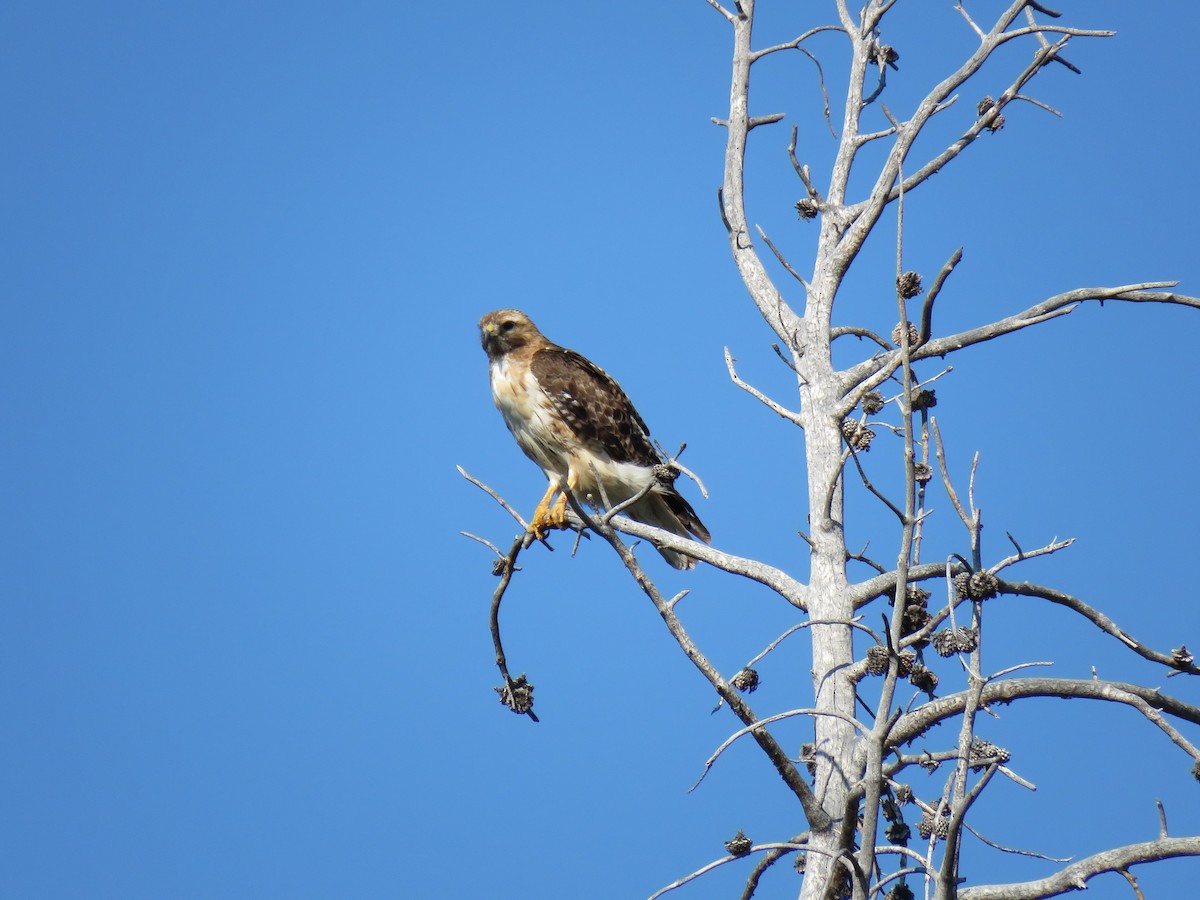 Red-tailed Hawk - ML265460561