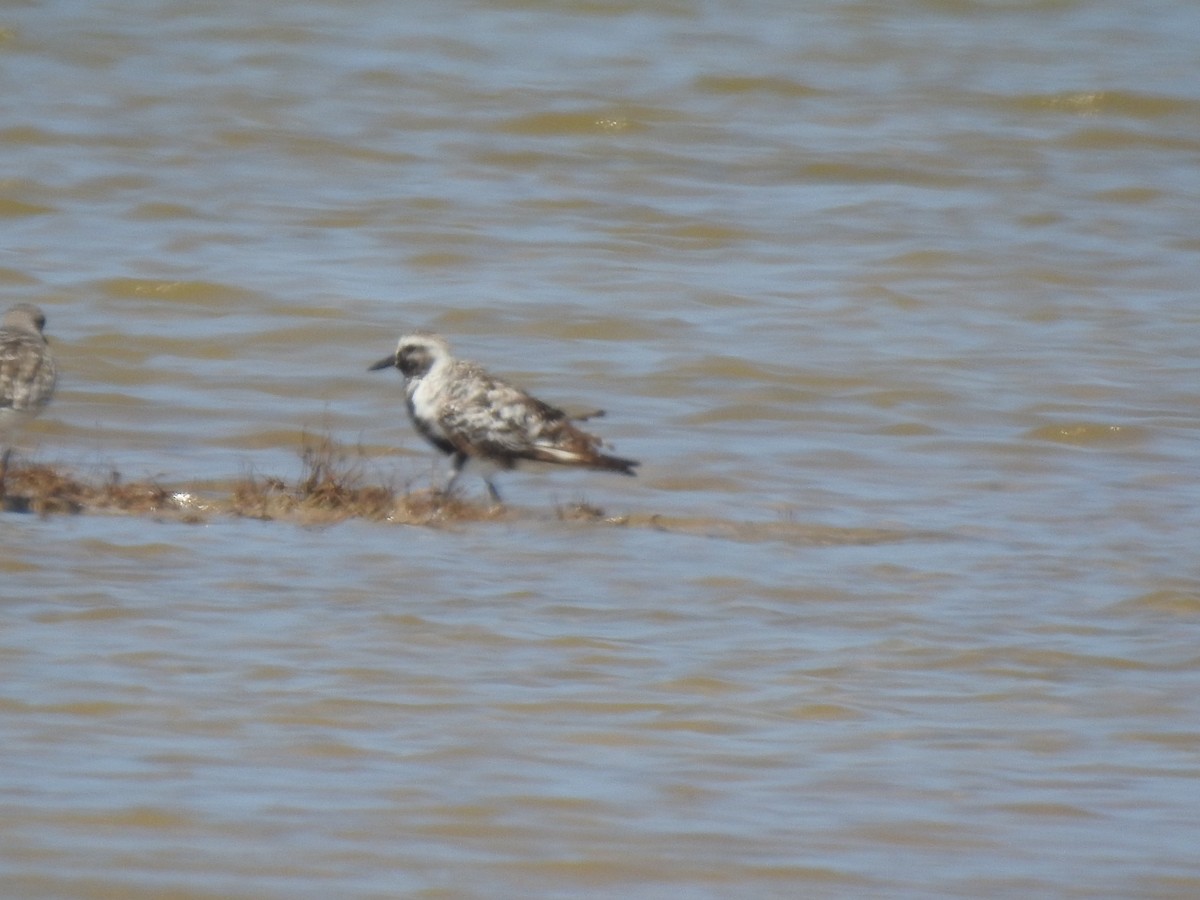 Black-bellied Plover - Charley Amos