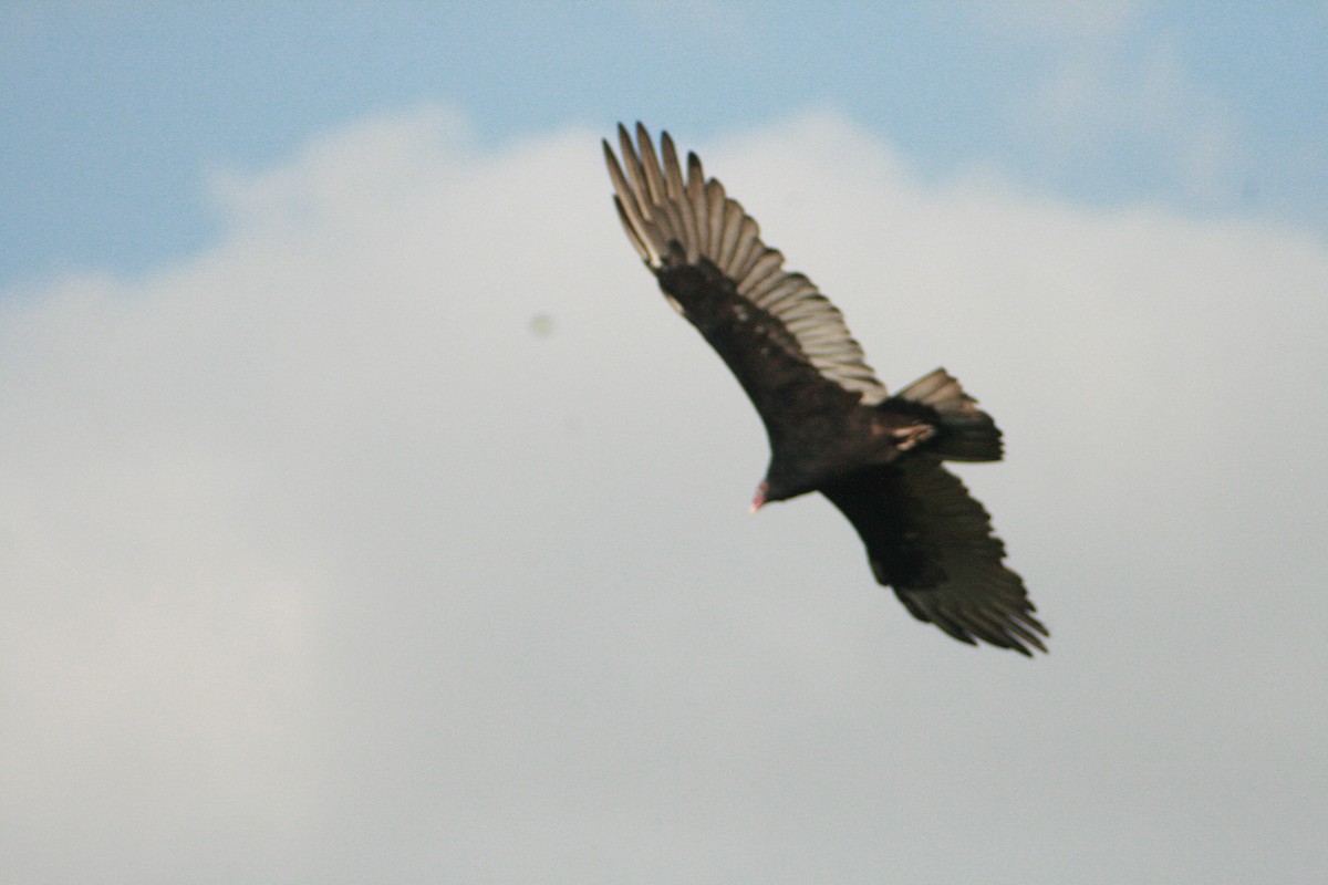 Turkey Vulture - ML265467561