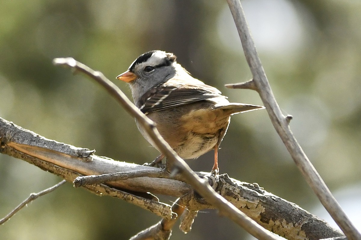 White-crowned Sparrow - ML265468411