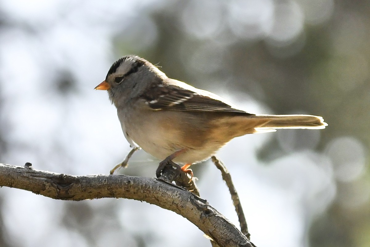 White-crowned Sparrow - ML265468421