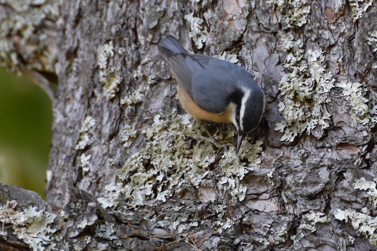 Red-breasted Nuthatch - ML265477731