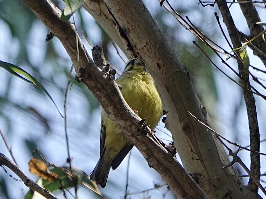 Yellow-fronted Canary - ML265480301