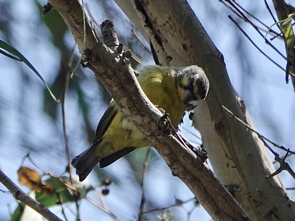 Yellow-fronted Canary - ML265480311