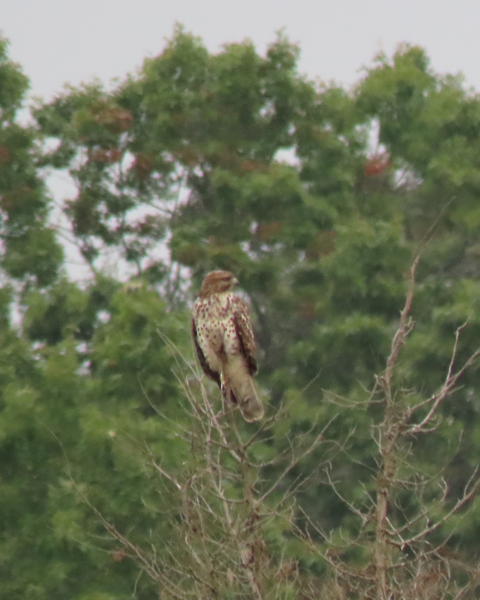 Red-shouldered Hawk - stephen johnson  🦜