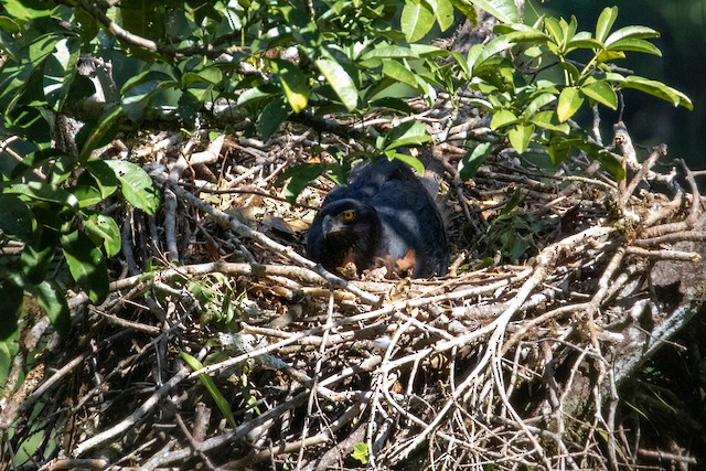 Adult sitting on nest. - Black-and-chestnut Eagle - 