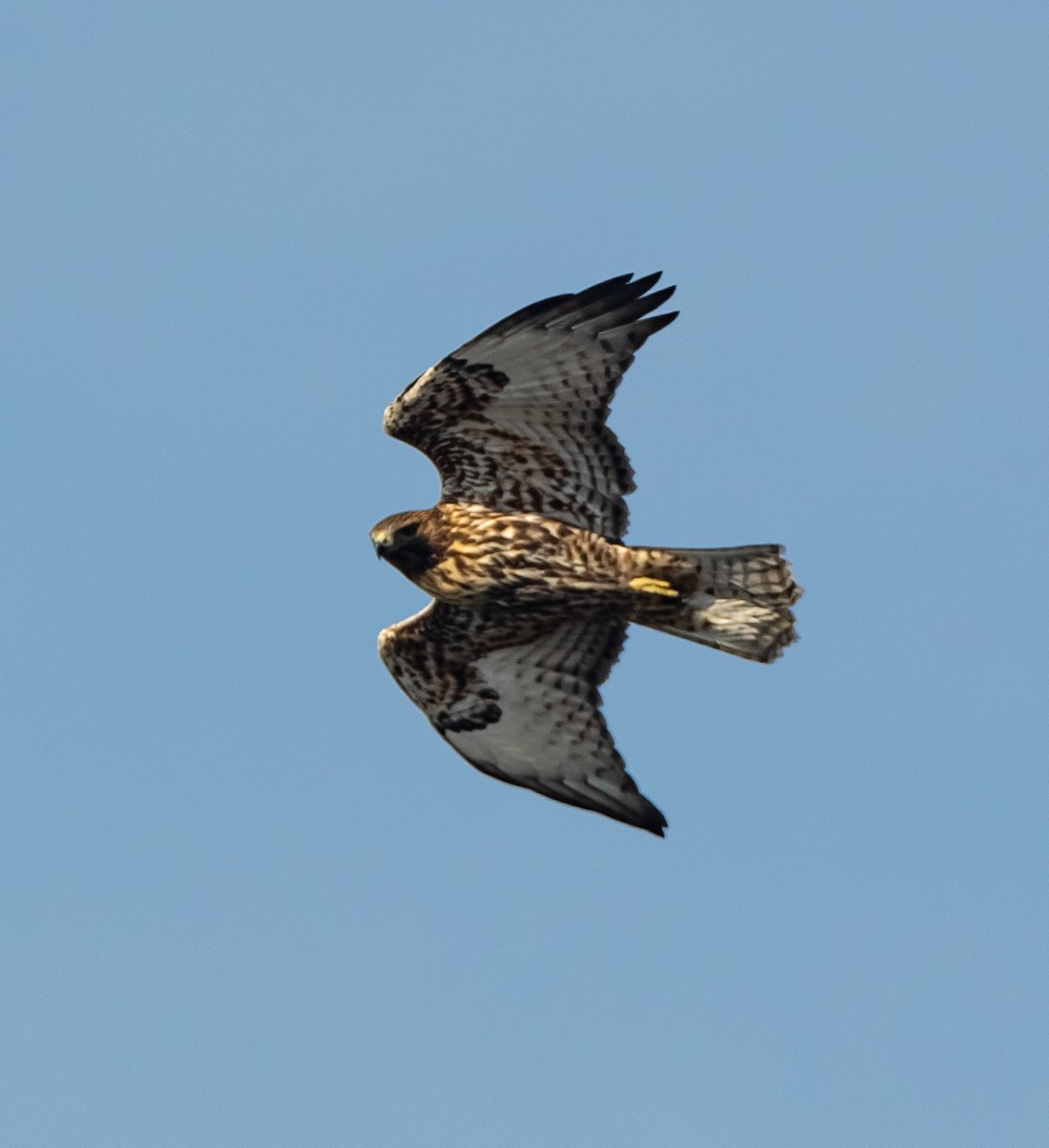Red-tailed Hawk - ML265484901